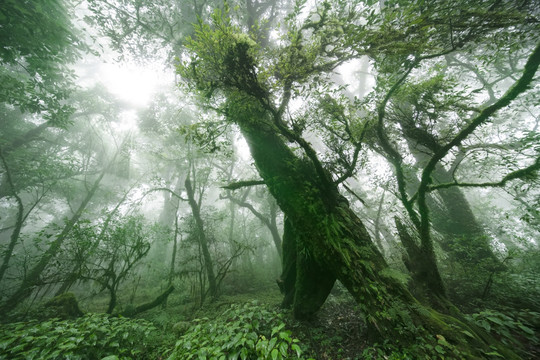 薄雾中的原始森林