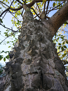 木棉树