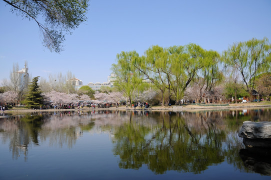 北京玉渊潭公园樱花节