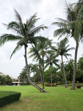 海南风光热带植物园林