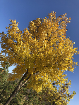 秋色黄叶树