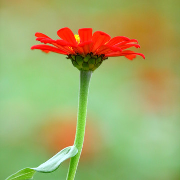 小菊花特写