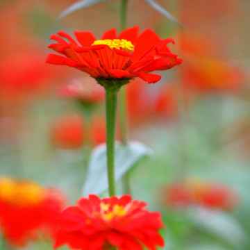 小菊花特写