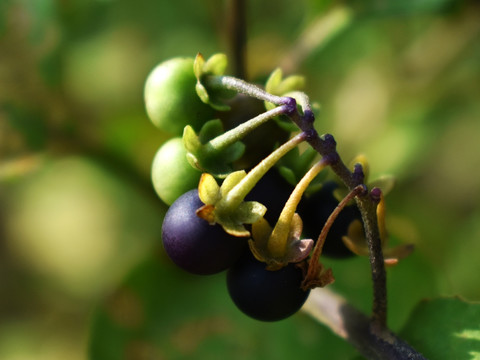 天茄菜