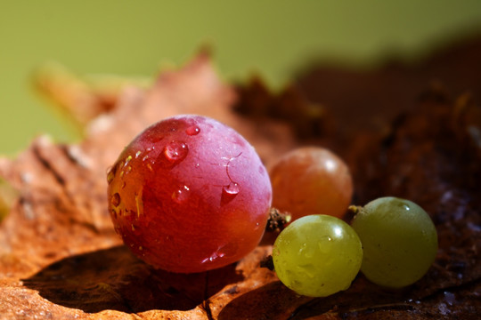 鲜红透明的葡萄
