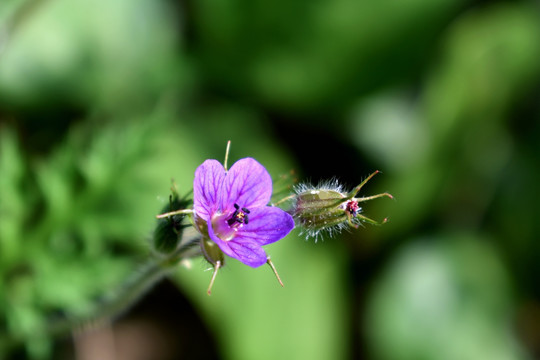 老鹤草花