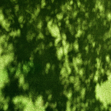 树影