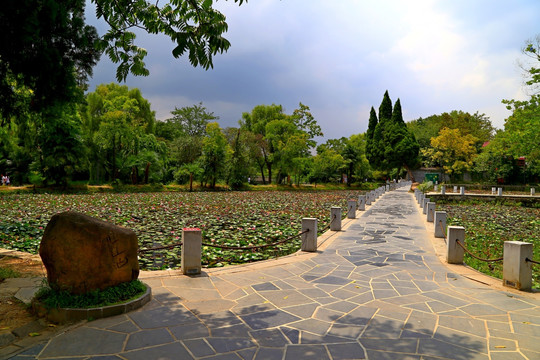 花溪公园莲池