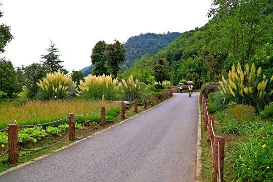 花溪湿地公园步道