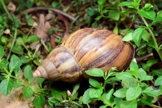 蜗牛