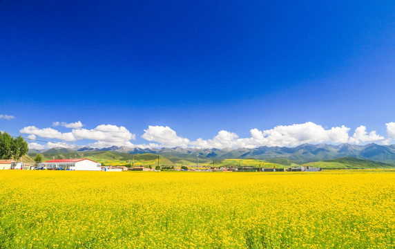 油菜花