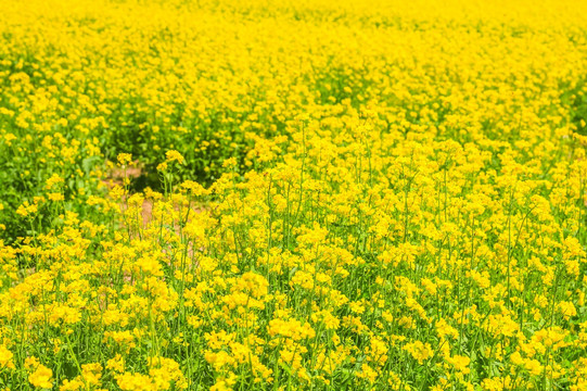 油菜花海