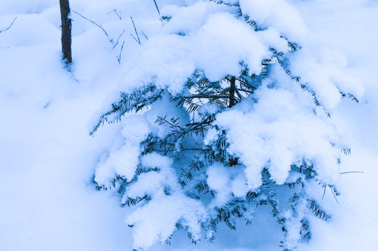 雪松