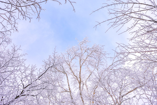 落雪的大树