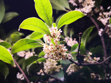 桂花