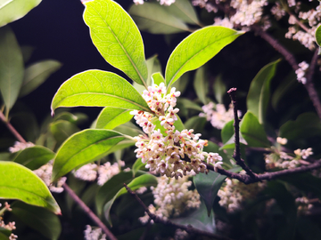 桂花