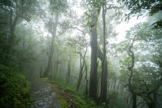 原始森林薄雾中的小路