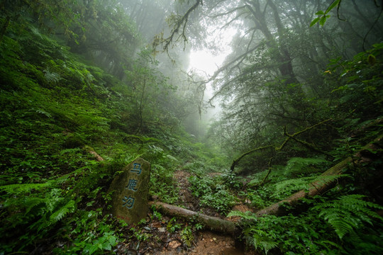 原始森林薄雾中的山谷马鹿沟