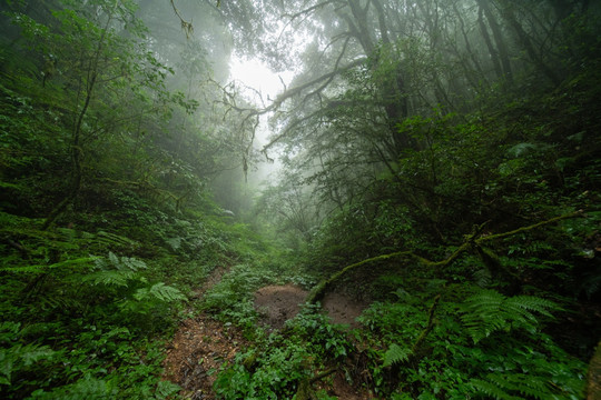 原始森林薄雾中的山谷