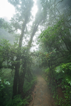 原始森林薄雾中的小路