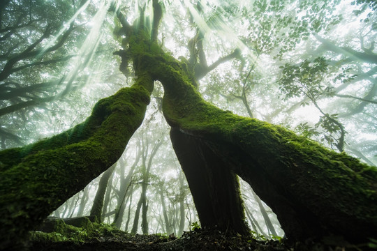 原始森林薄雾中紧紧拥抱的夫妻树