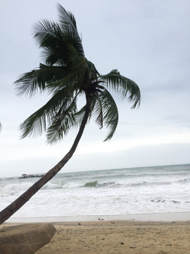 海滩沙滩椰子树海边