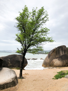 海滩沙滩椰子树海边