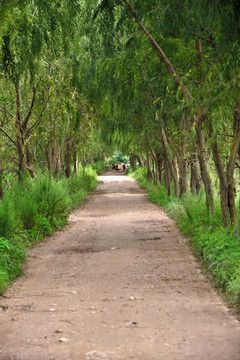 乡间小路