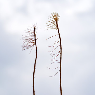 树