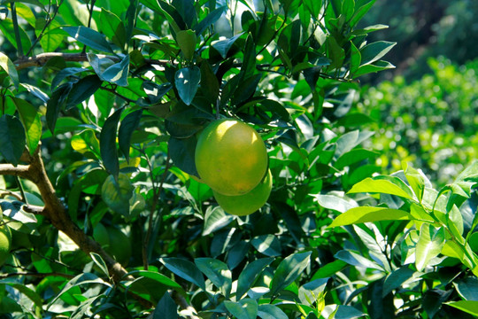 绿橙青橙农产品