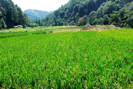水稻农村风景稻谷