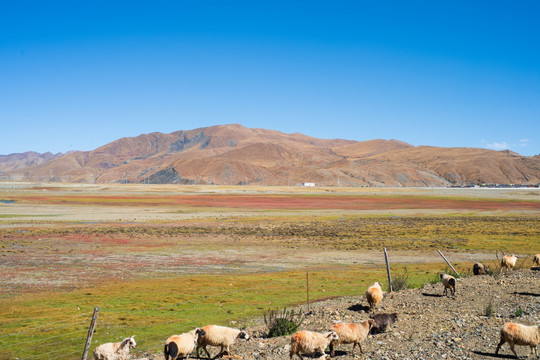 西藏的公路和荒原100