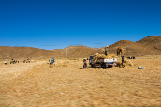 西藏农民收青稞025