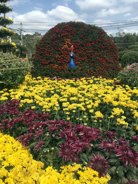 菊花节孔雀