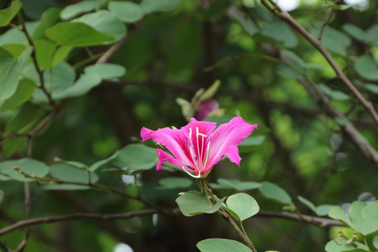 木棉花