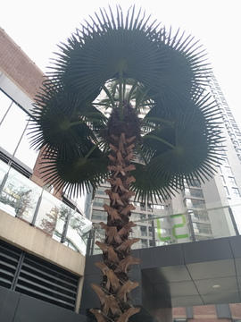 高树