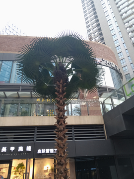 高树