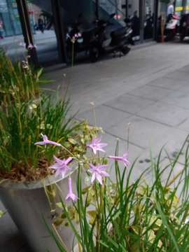 小花