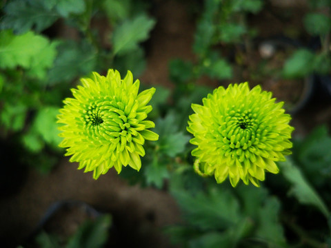 菊花