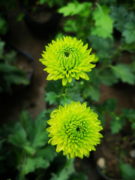 菊花