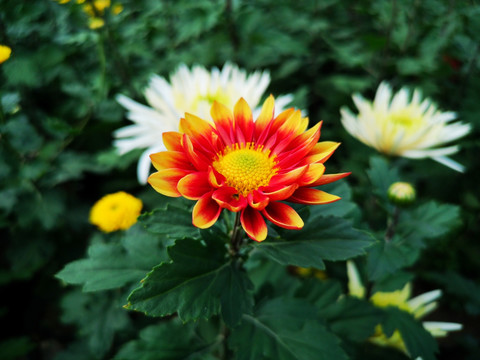 菊花