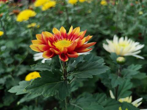 菊花
