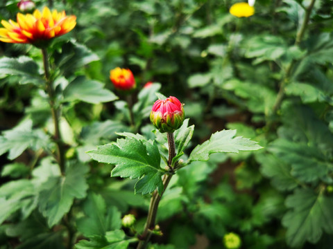 菊花