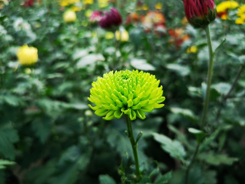 菊花