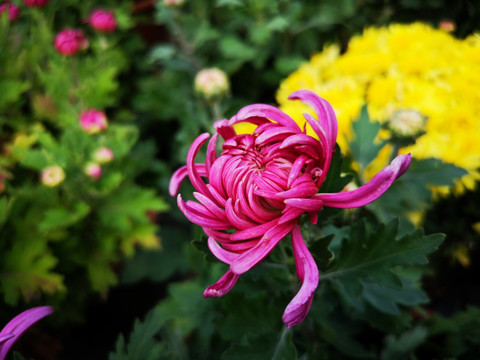 菊花
