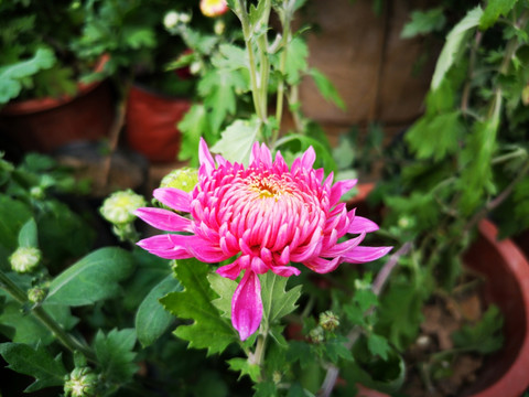 菊花