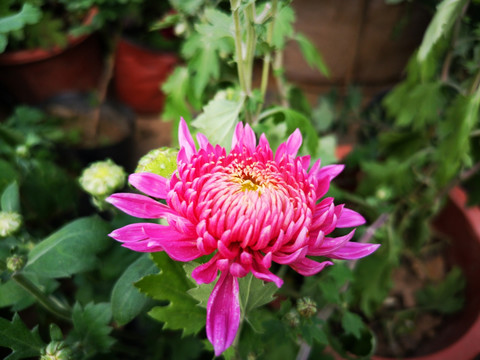 菊花