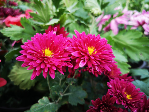 菊花