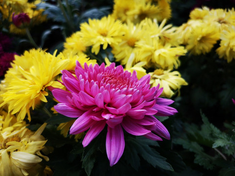 菊花