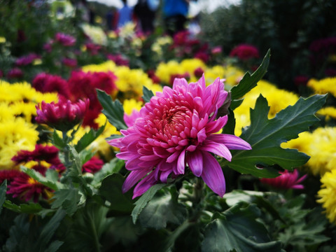 菊花